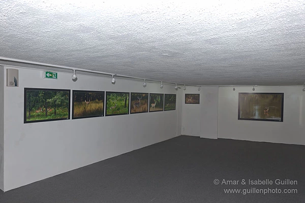 Exposition de photos animalières à Royan : les seigneurs des bois