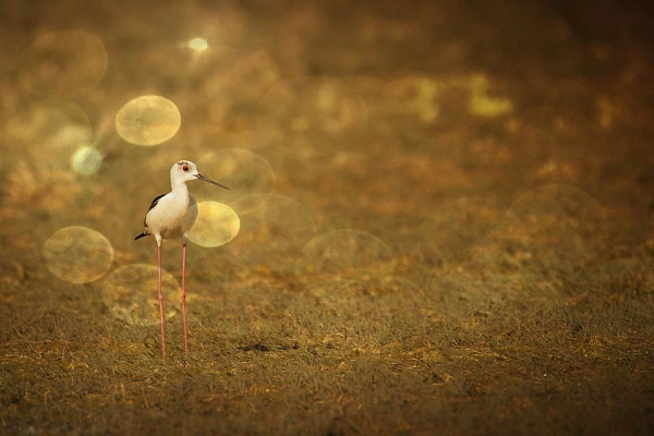 Photographie artistique d'une échasse blanche dans le delta du Danube en Roumanie.