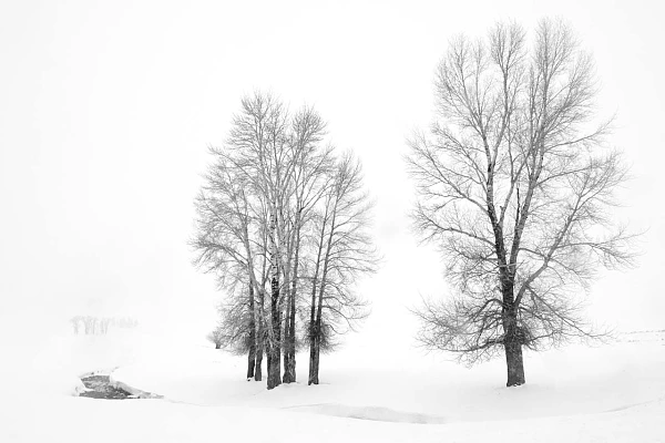 Paysage enneigé du Yellowstone en noir et blanc. Photographie par Amar Guillen, artiste photographe. 