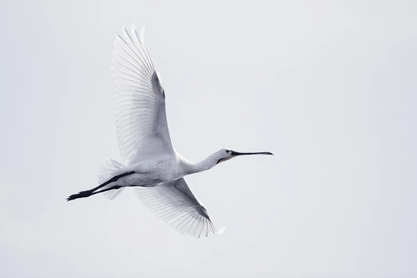 Spatule blanche en vol. Projet de photo animalière consacré aux oiseaux du Delta du Danube en Roumanie.
