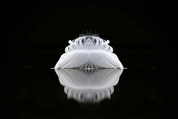 Une plume flottant à la surface de l'eau. Photographie par Amar Guillen, artiste photographe.