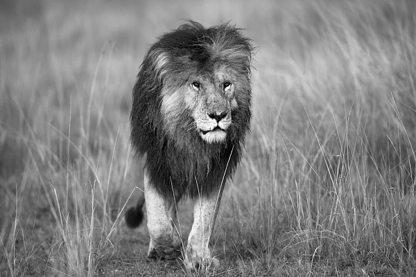 Lion en noir et blanc marchant dans la savane au Kenya. Photographie par Amar Guillen, artiste photographe.