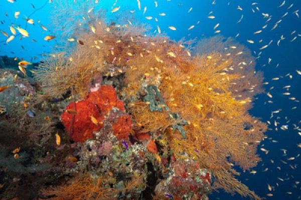 Underwater sceneries in the Red Sea off the coast of Sudan. Photographs by Amar Guillen.