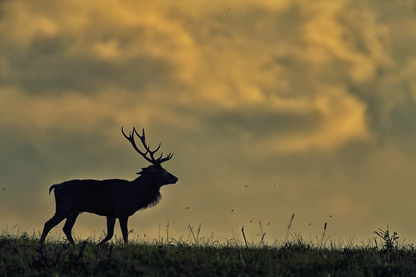 Cerf élaphe pendant le brame du cerf.