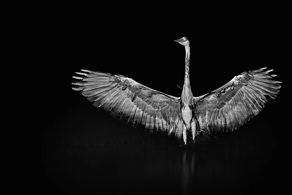 Héron cendré sur un étang de la Dombes en France dans le style photo back to black. Photographie par Amar Guillen, artiste photographe.