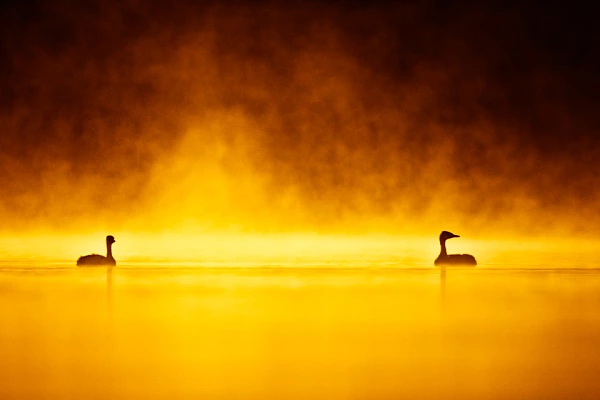Photo en couleur de 2 grèbes huppés dans le brouillard lors d'un lever de soleil en Dombes.