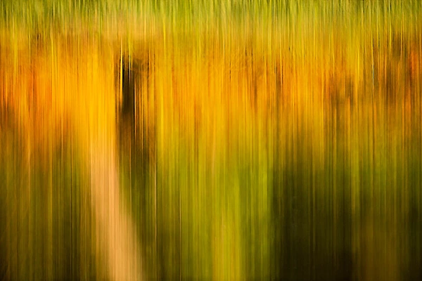 Photo abstraite de la reflexion d'arbres à la surface de l'eau