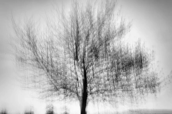 Photo abstraite d'un arbre photographié de manière flou. Photographie d'art en noir et blanc par Amar Guillen, artiste photographe.