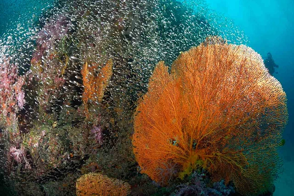 Gorgonnes géantes dans la mer d'Andaman en Thailande.
