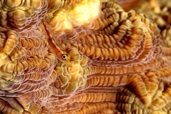 Poissons de Marsa Shagra en Mer Rouge. Harmonie des couleurs sous-marines. Photographies par Amar Guillen.