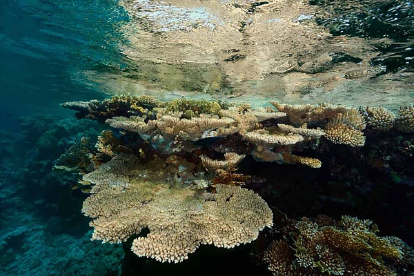 Reflet sous l'eau d'un massif corallien dans la Mer Rouge en Egypte. Photographie par Amar Guillen, artiste photographe.