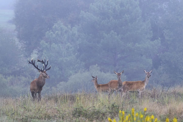 Cerf avec sa harde de biches pendant le brame du cerf dans une prairie de la Charente-Maritime.