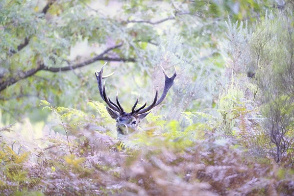 Cerf dans un sous-bois pendant le brame du cerf en Charente-Maritime.