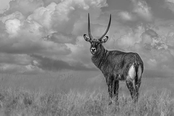 Photo en noir et blanc d'un cobe à croissant au Masaï Mara au Kenya. Photo par Amar Guillen, artiste photographe.