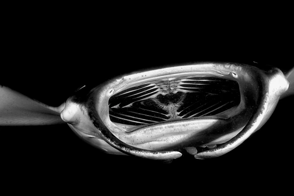 Raie manta en noir et blanc aux Maldives