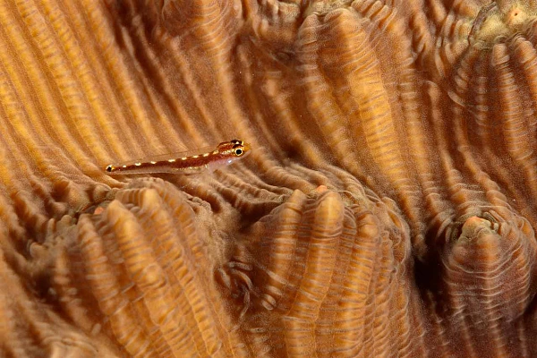 Une gobie sur un corail. Photo prise à Marsa Shagra durant une plongée depuis le bord de la Mer Rouge.