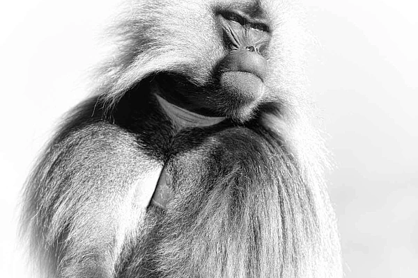 Artistic Photograph of a Male Gelada in the Highlands of Ethiopia.
