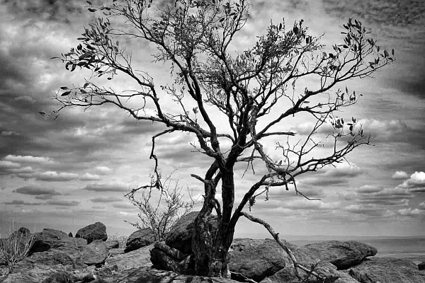 Photographie artistique d'un arbre au Kenya. 