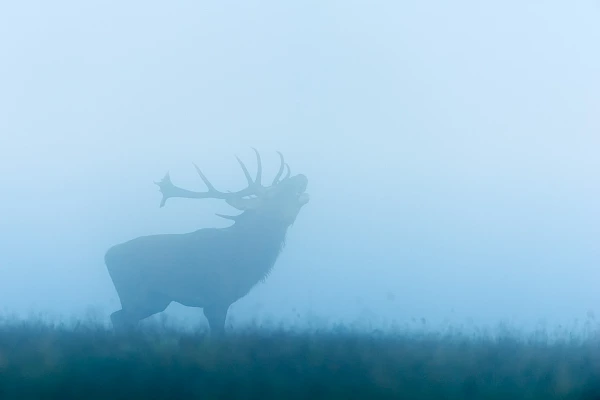 Cerf en train de bramer dans la brume en Charente-Maritime en France.