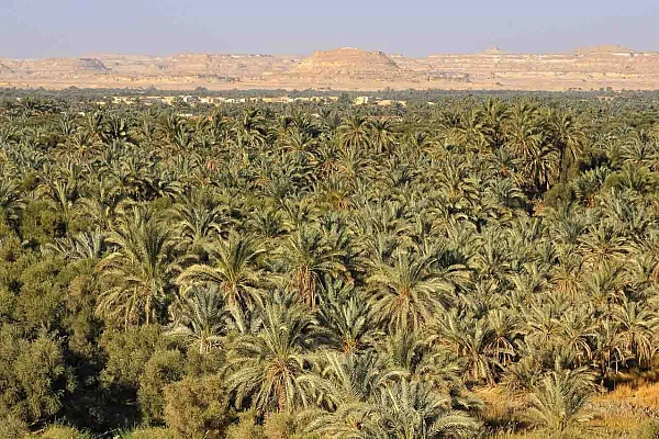 Balade dans l'oasis de Siwa.
