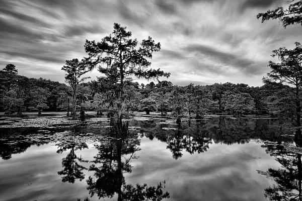 Une photo en low-key noir et blanc d'un paysage à Caddo Lake au Texas.. Photographie par Amar Guillen, artiste photographe.