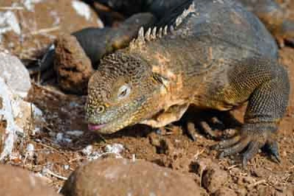 La faune des Galapagos en Equateur. Photographies par Amar Guillen.