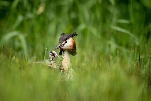 Grèbe huppé et son poussin en Dombes