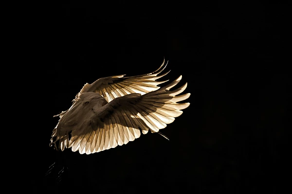 Spatule blanche en vol et en coutre jour en Dombes en France. Photographie par Amar Guillen, artiste photographe.