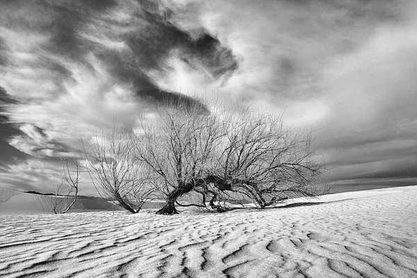 Arbre dans le désert de gypse de White Sand Dunes. L'espace négatif est composé du sable et du ciel.