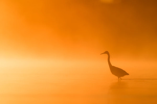 Un héron cendré sur un étang de la Dombes dans la brume du matin. Photographie par Amar Guillen, artiste photographe.