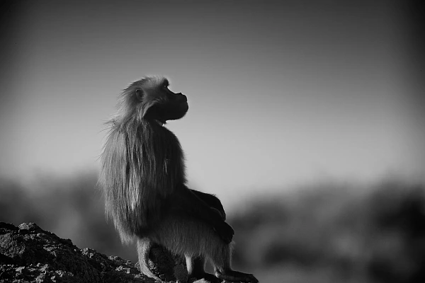 Photographier les gélada en Ethiopie reste pour moi l'une des expériences les plus fortes dans le domaine animalier.