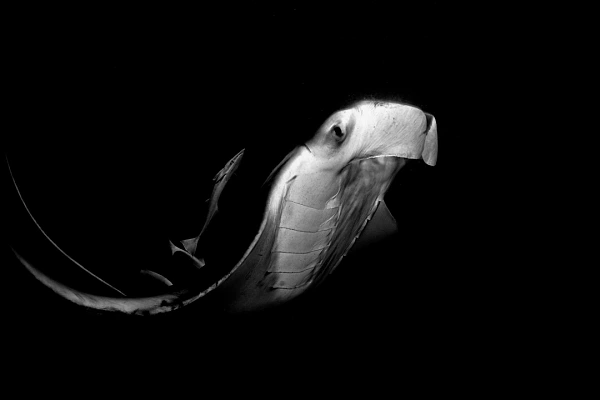 Photo en noir et blanc d'une raie manta aux Maldives et de nuit.