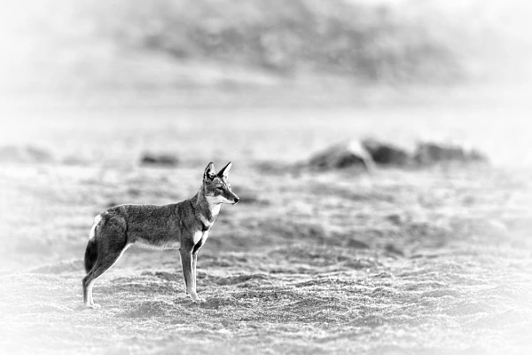 Loup d'Ethiopie en noir et blanc. Photographie par Amar Guillen, artiste photographe.