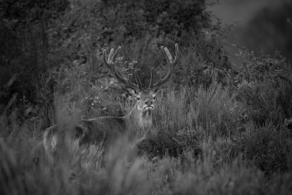 Un cerf en bois de velours en France en noir et blanc. Photographie par Amar Guillen, artiste photographe.