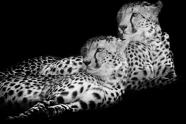 La signature photographique et artistique de Amar Guillen. Deux guépards en noir et blanc.