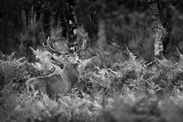 Photographie en noir et blanc d'un cerf élaphe dans une forêt avec des fougères en Charente-Maritime.
