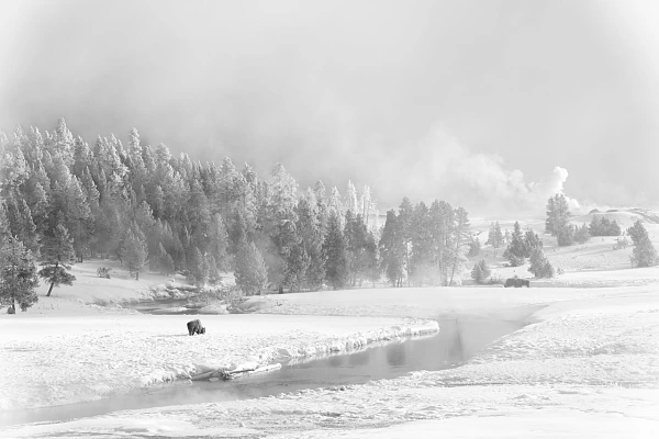 Photo animalière environnementale en noir et blanc d'un bison dans la neige dans le parc national du Yellowstone dans le Wyoming aux Etats-unis.