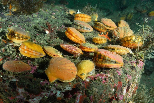 Réunion de coquilles saint-jacques dans les eaux froides de l'île de Vancouver.