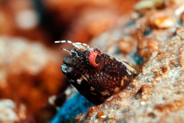 Gros plans de la faune sous-marine du Golfe du Mexique au large du Texas. Photographies par Amar Guillen.