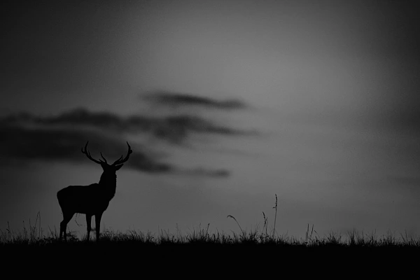 Silhouette of a red deer stag during the rut of the deer. Photo created for an exhibition. Photograph by Amar Guillen, photographer artist.