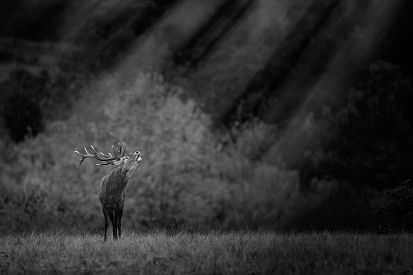 Un cerf en bois de velours en France en noir et blanc. Photographie par Amar Guillen, artiste photographe. 