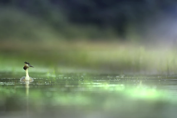 Projet de photo animalière dans la Dombes en France en juin 2018 : grèbe huppé.