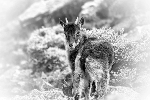 Le regard de ce jeune ibex avec l'éclat dans l'oeil est très parlant.