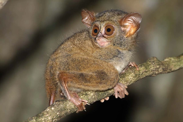 Un tarsier spectre dans une forêt du nord du Sulawesi, Indonésie.
