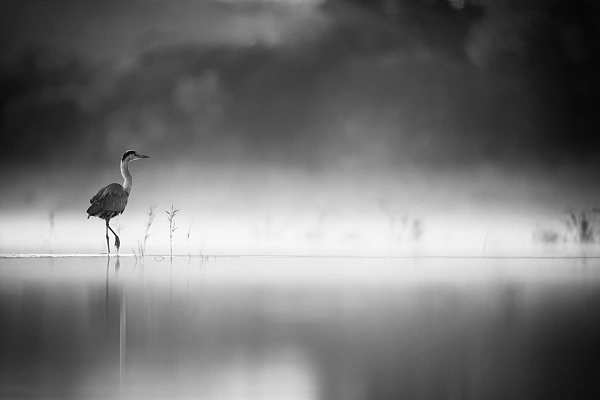 Héron cendré dans la brume sur un étang de la Dombes en France. Photographie d'art en noir et blanc par Amar Guillen, artiste photographe.