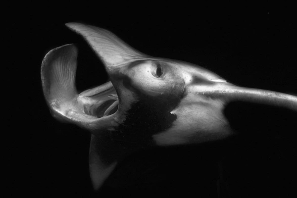 Raie manta en noir et blanc pendant une plongée de nuit aux Maldives dans l'océan indien. Photo par Amar Guillen, artiste photographe.