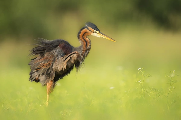 A purple heron in the morning sun in the Dombes in France.