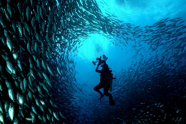 Le tarpon sardines run à Bonaire dans le sud de la mer Caraïbe.