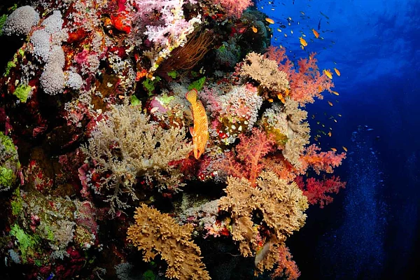 Les récifs des Saint John en Mer Rouge au large de l'Egypte.