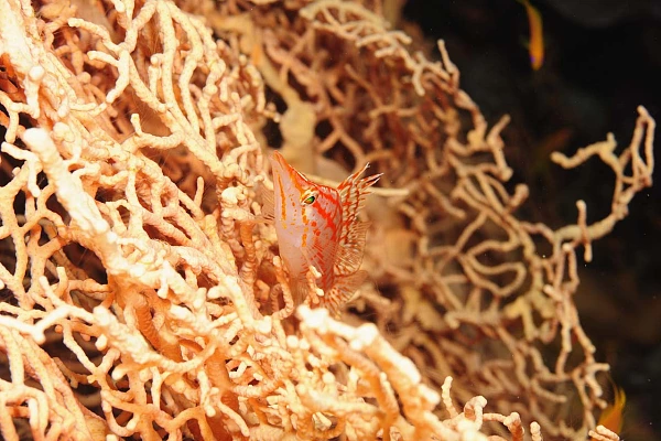 Le poisson-faucon à long nez de la Mer Rouge.